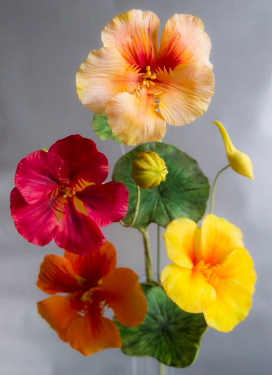 Preorder Nasturtium
